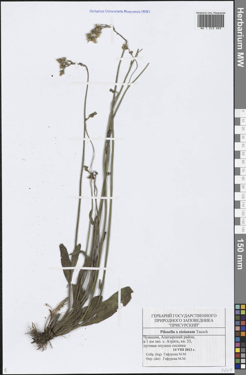 Pilosella ziziana subsp. ziziana, Восточная Европа, Средневолжский район (E8) (Россия)