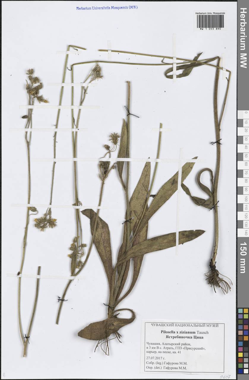 Pilosella ziziana subsp. ziziana, Восточная Европа, Средневолжский район (E8) (Россия)
