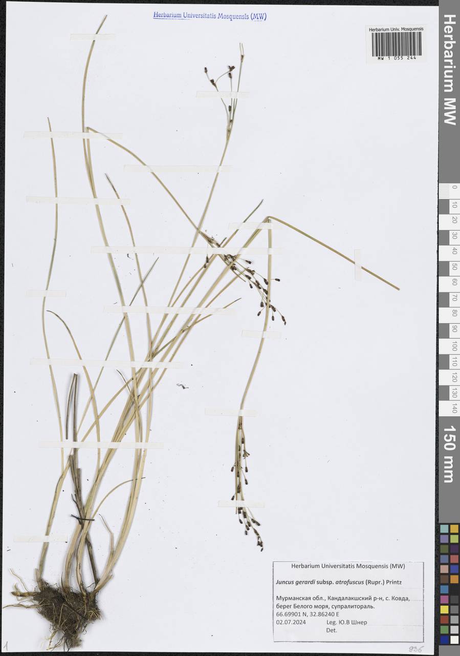 Juncus gerardi subsp. atrofuscus (Rupr.) Printz, Восточная Европа, Северный район (E1) (Россия)