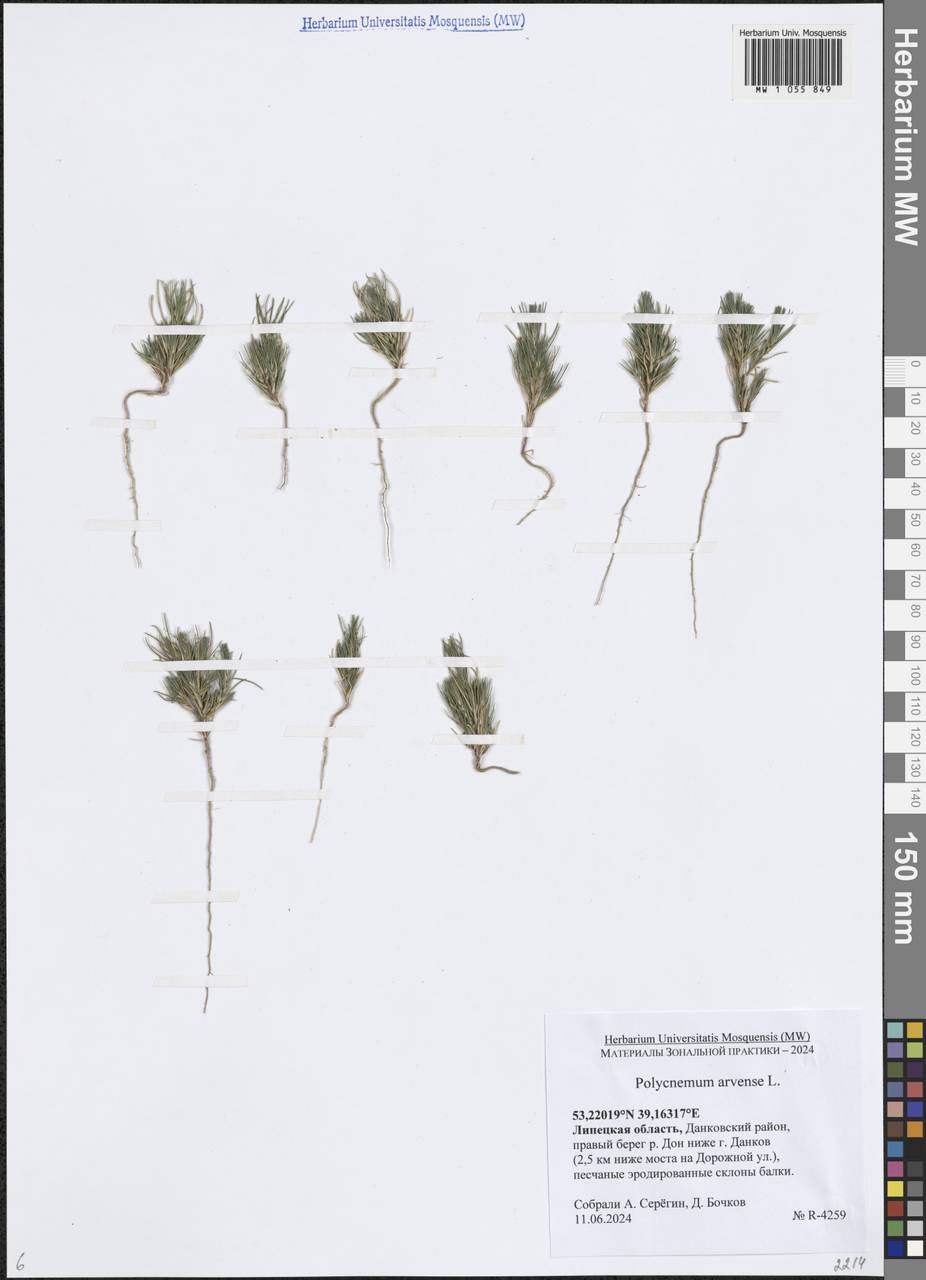 Хруплявник полевой L., Восточная Европа, Центральный лесостепной район (E6) (Россия)