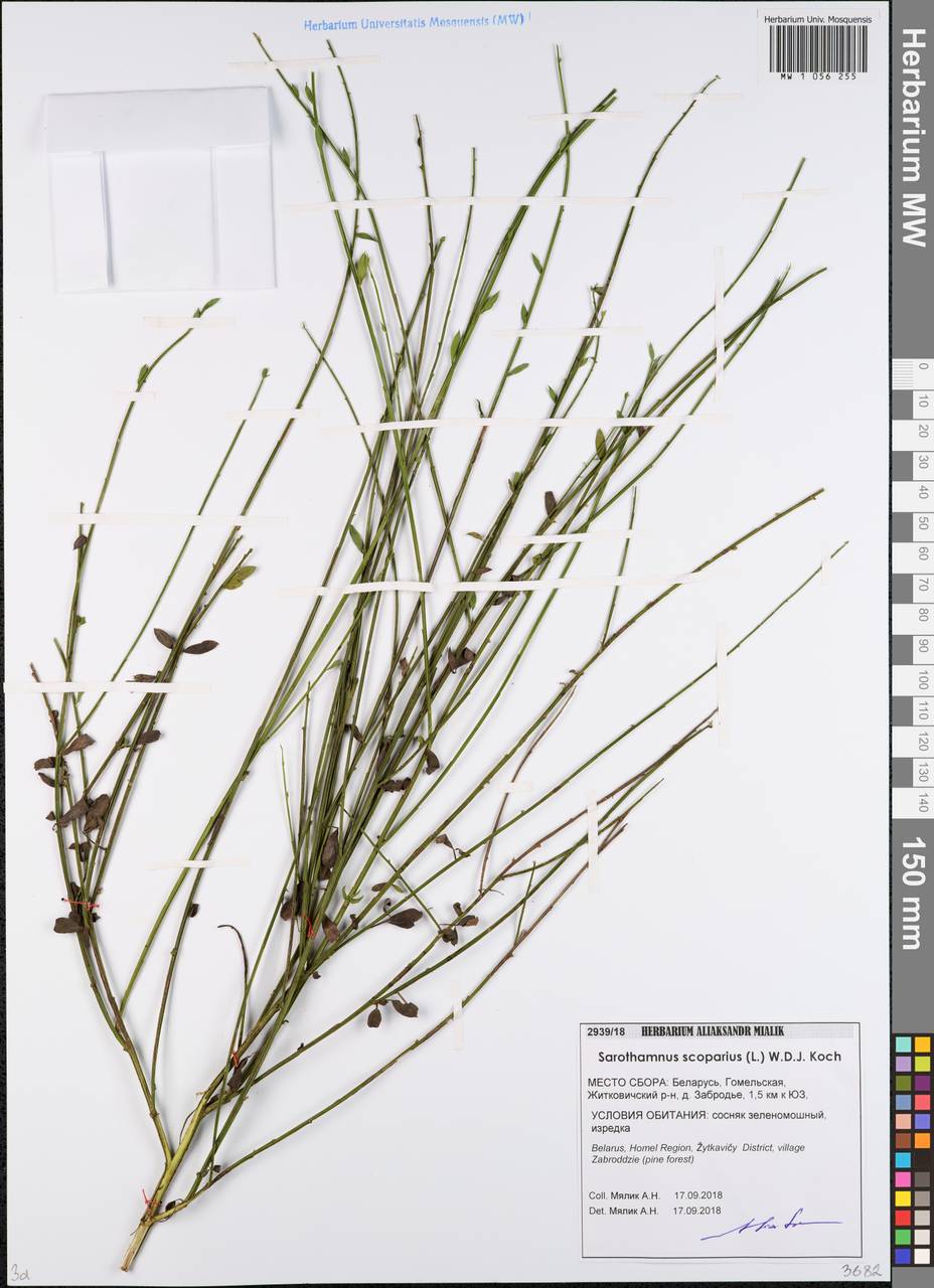 MW1056255, Sarothamnus scoparius (Жарновец метельчатый), specimen