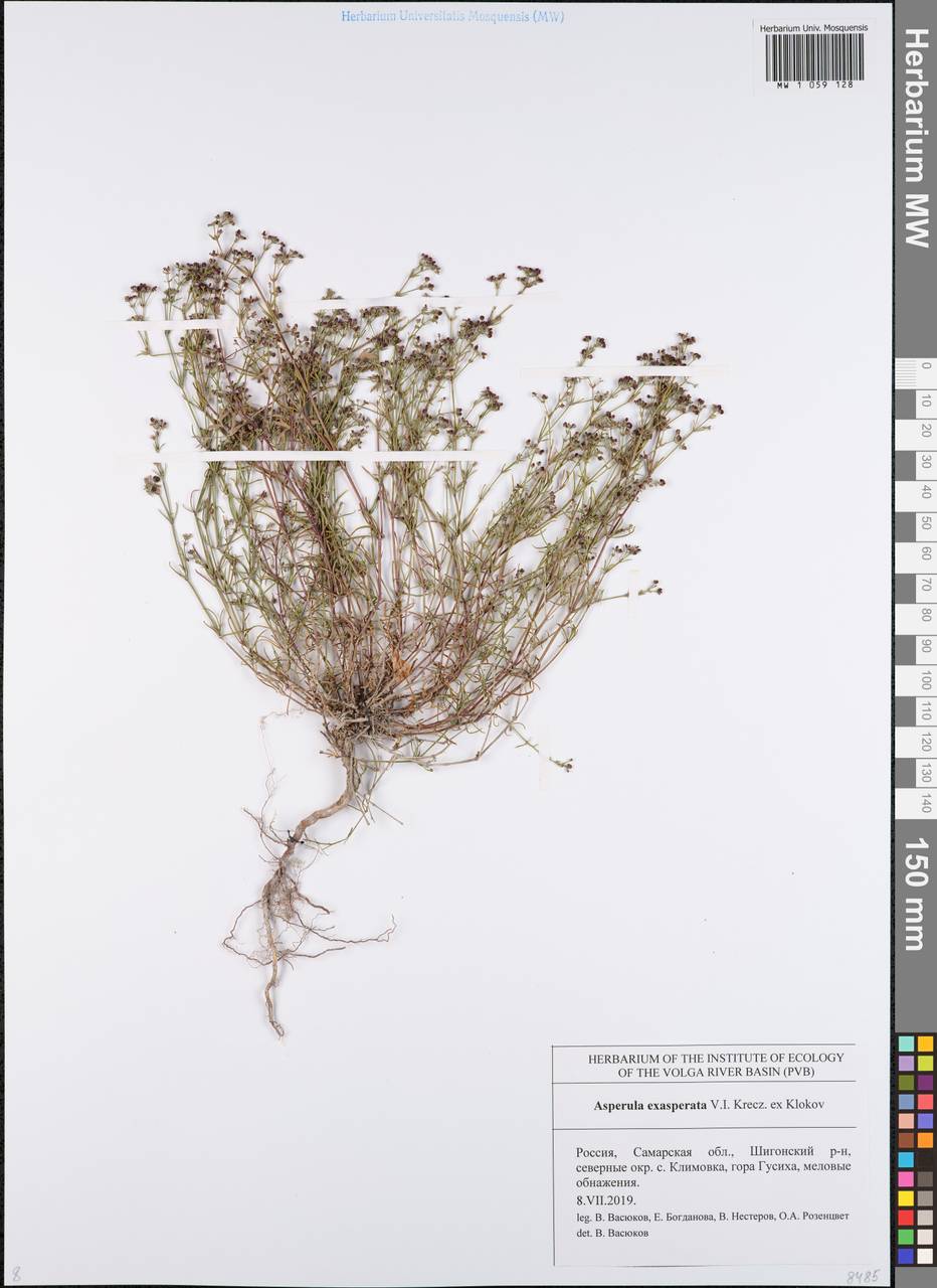 Cynanchica tephrocarpa subsp. exasperata (V.I.Krecz. ex Klokov) P.Caputo & Del Guacchio, Восточная Европа, Средневолжский район (E8) (Россия)