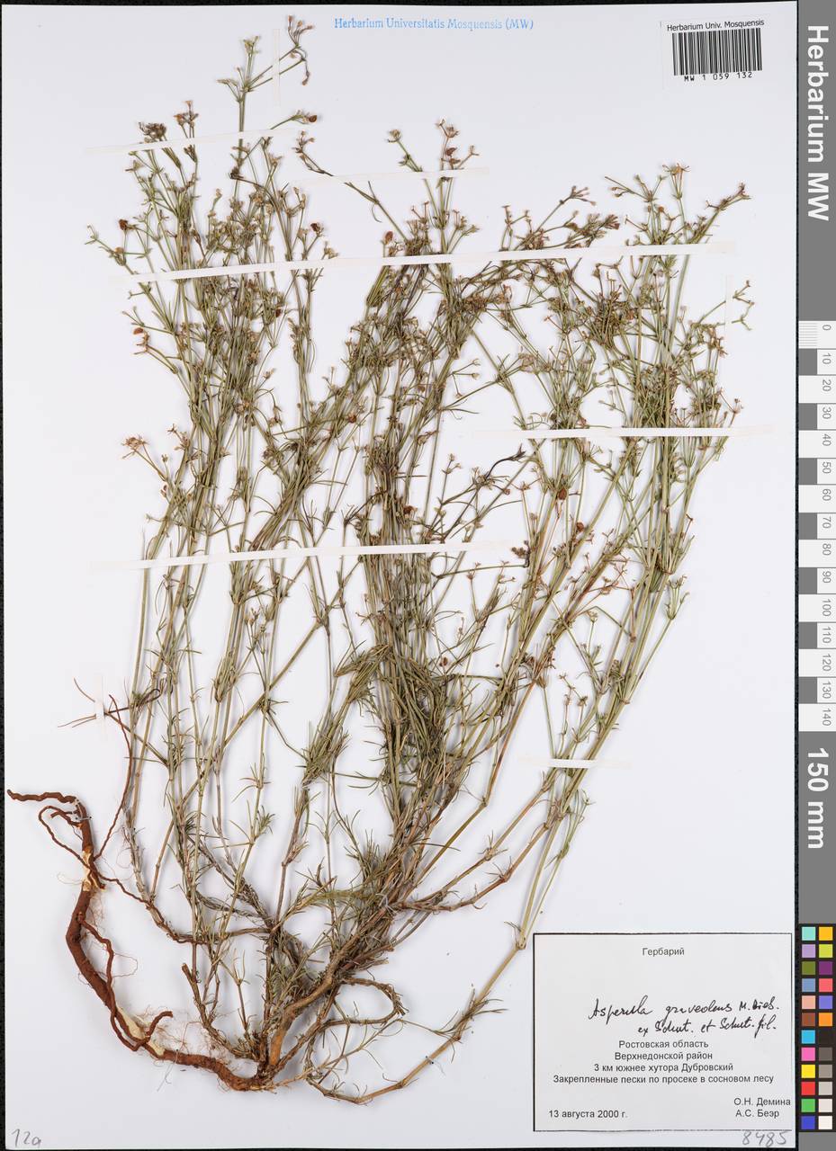 Cynanchica graveolens subsp. graveolens, Восточная Европа, Ростовская область (E12a) (Россия)