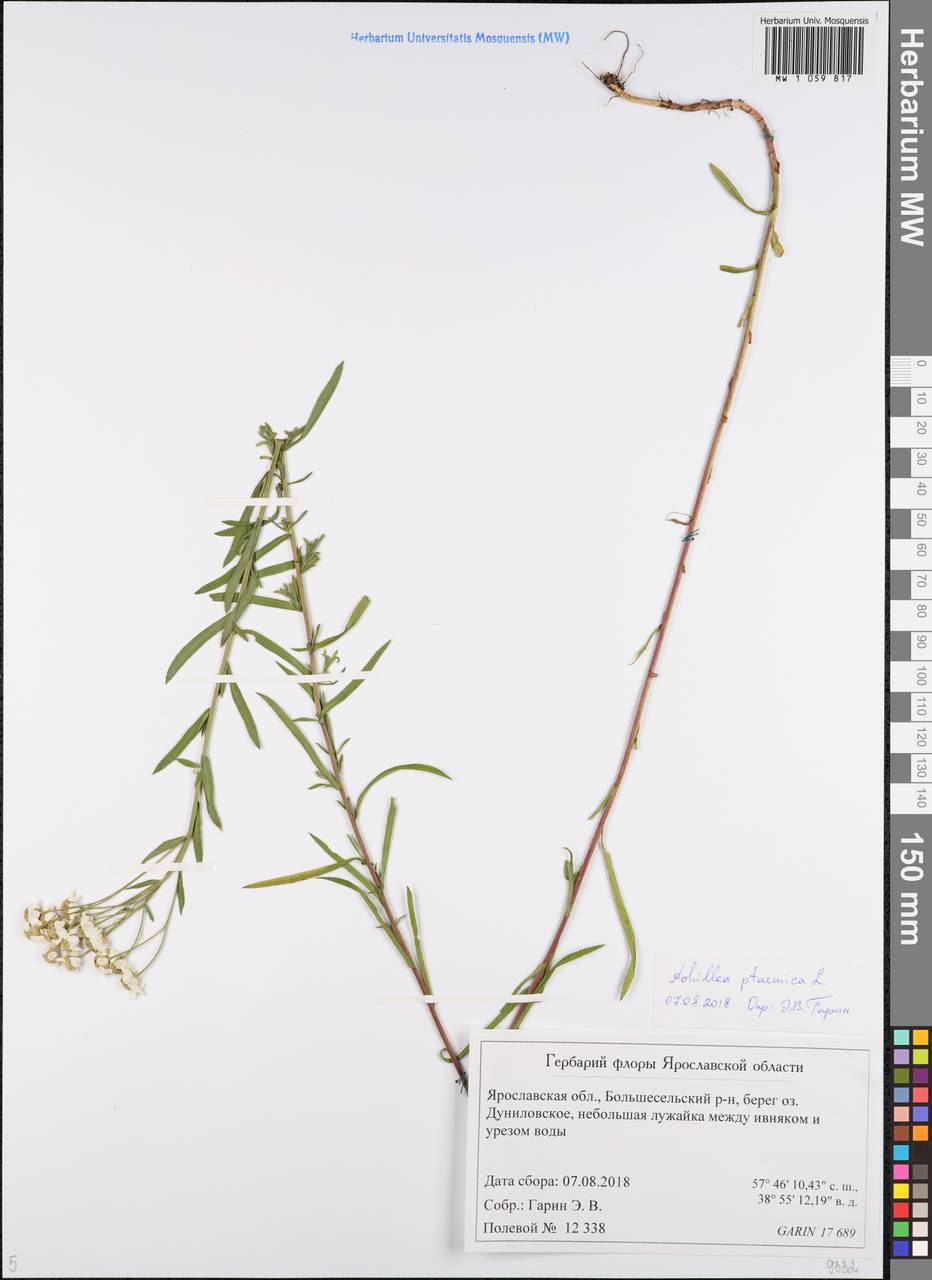 Achillea ptarmica subsp. ptarmica, Восточная Европа, Центральный лесной район (E5) (Россия)