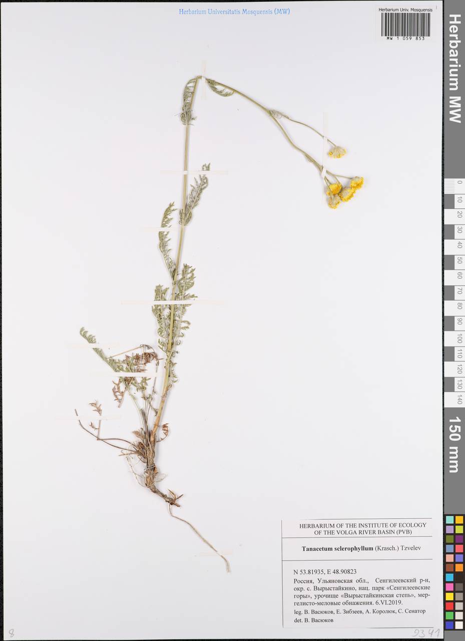 Пижма жестколистная (Krasch.) Tzvelev, Восточная Европа, Средневолжский район (E8) (Россия)