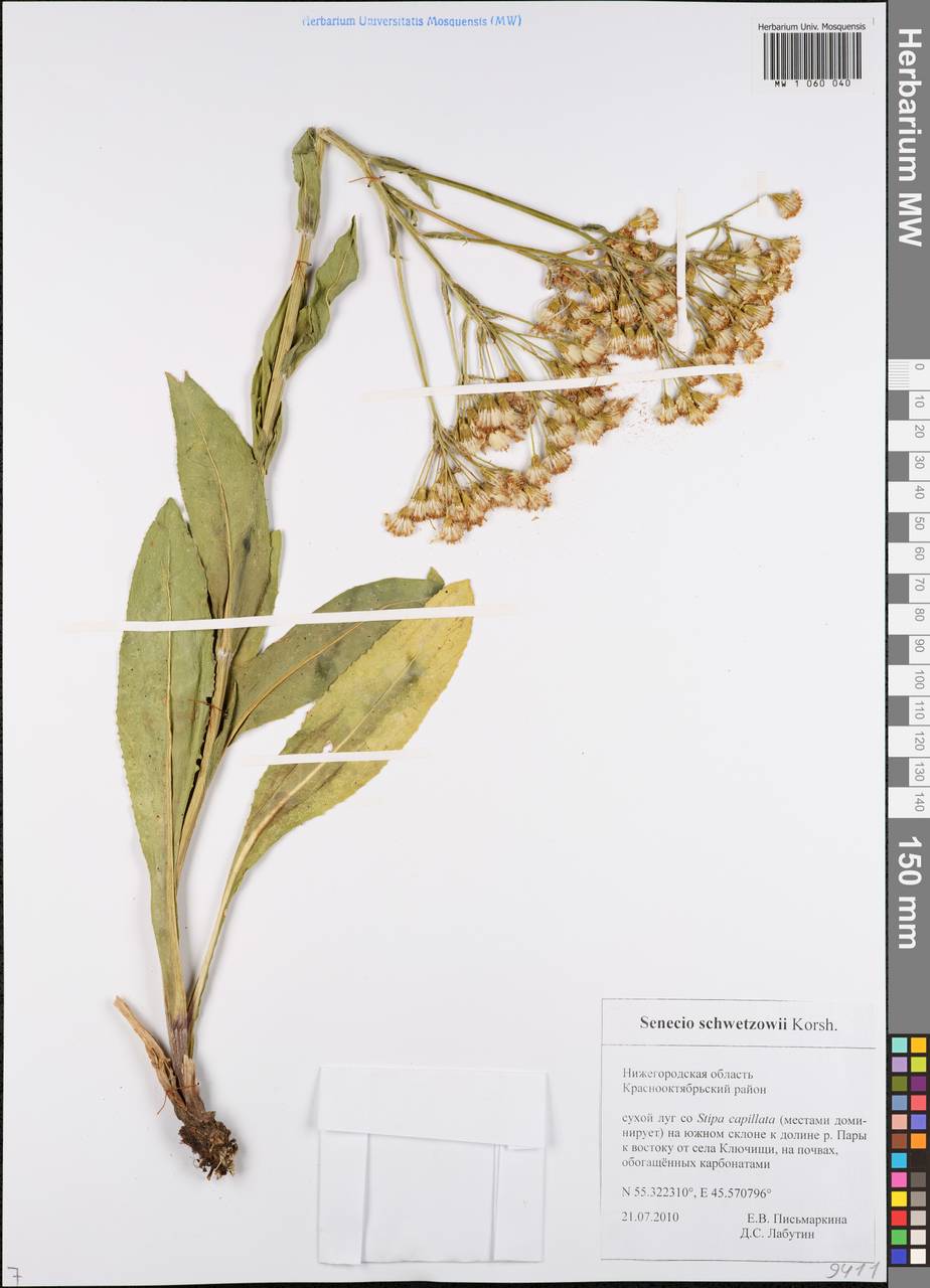 Крестовник крупнолистный M. Bieb., Восточная Европа, Волжско-Камский район (E7) (Россия)