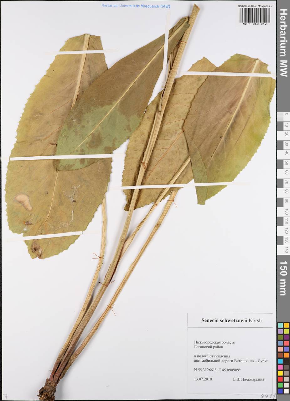 Крестовник крупнолистный M. Bieb., Восточная Европа, Волжско-Камский район (E7) (Россия)