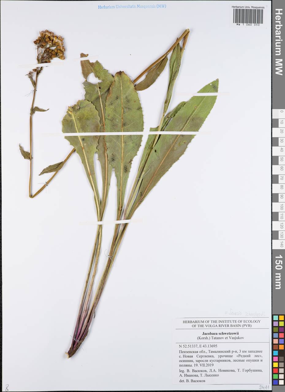 Крестовник крупнолистный M. Bieb., Восточная Европа, Средневолжский район (E8) (Россия)