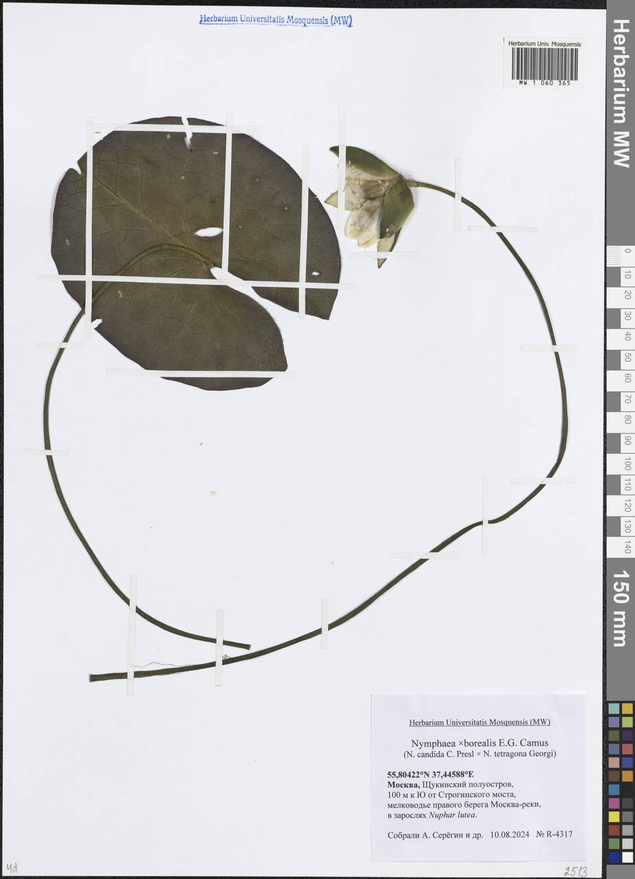 Nymphaea × borealis E.G.Camus, Восточная Европа, Московская область и Москва (E4a) (Россия)