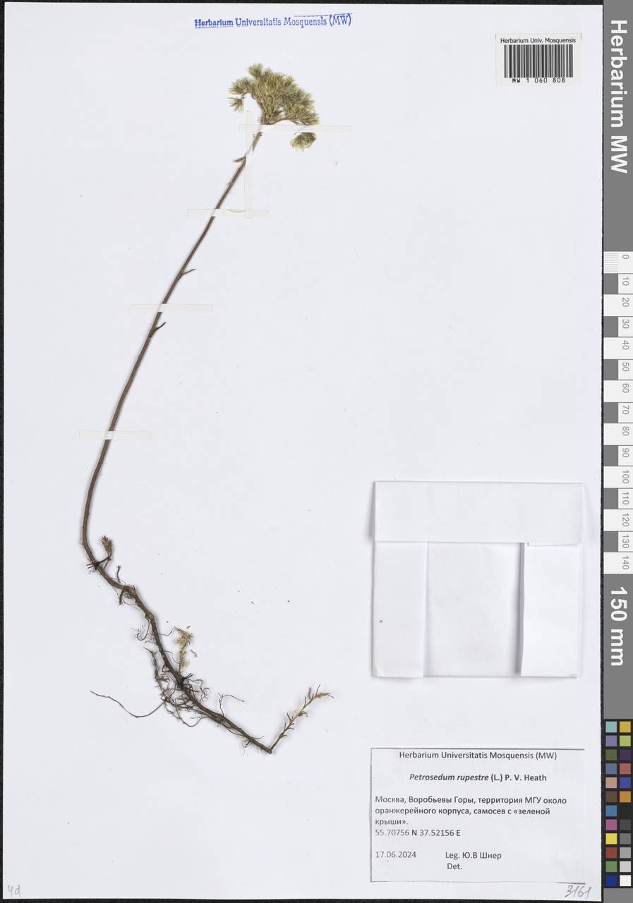 Очиток скальный, Восточная Европа, Московская область и Москва (E4a) (Россия)