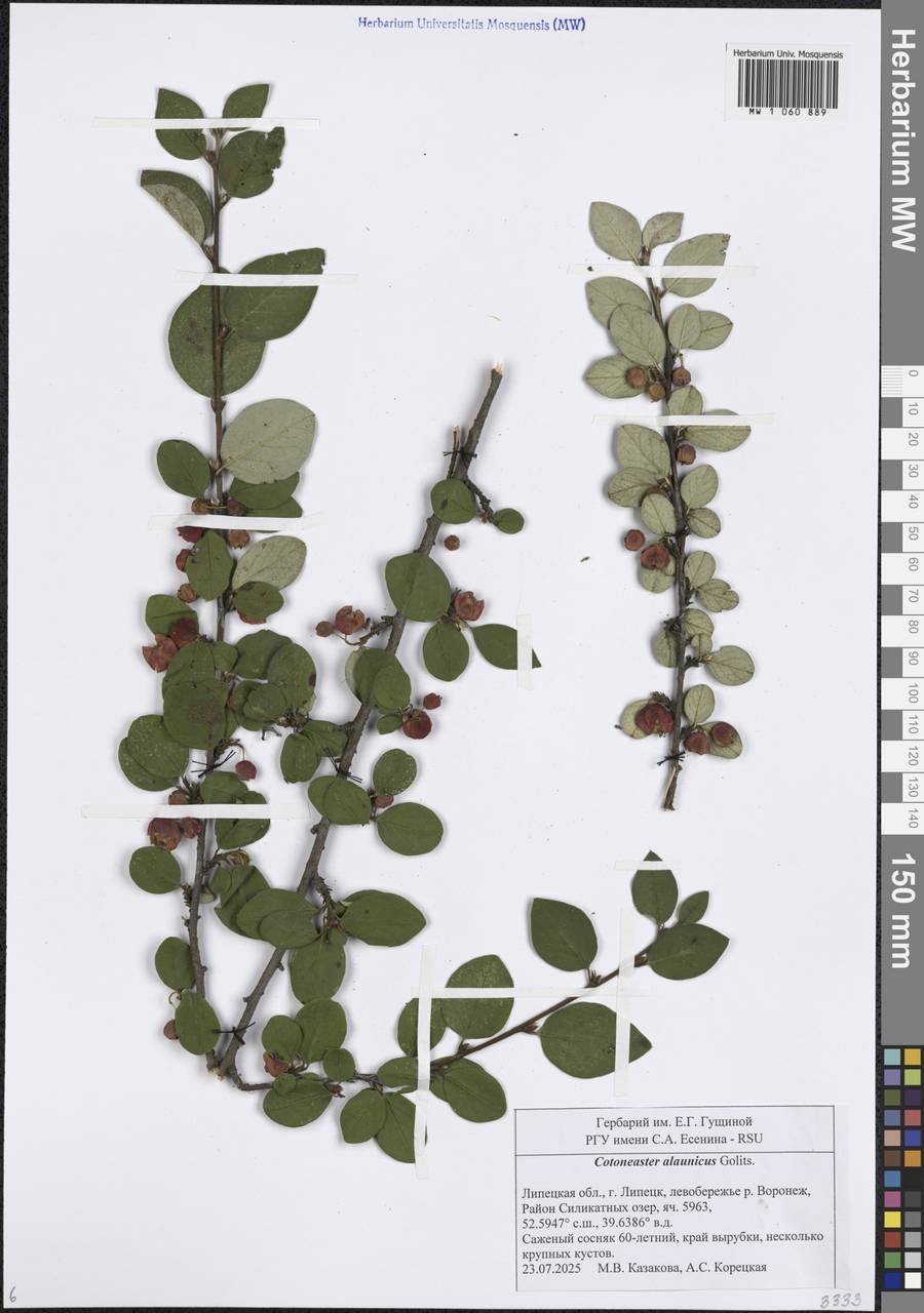 Кизильник алаунский Golitsin, Восточная Европа, Центральный лесостепной район (E6) (Россия)