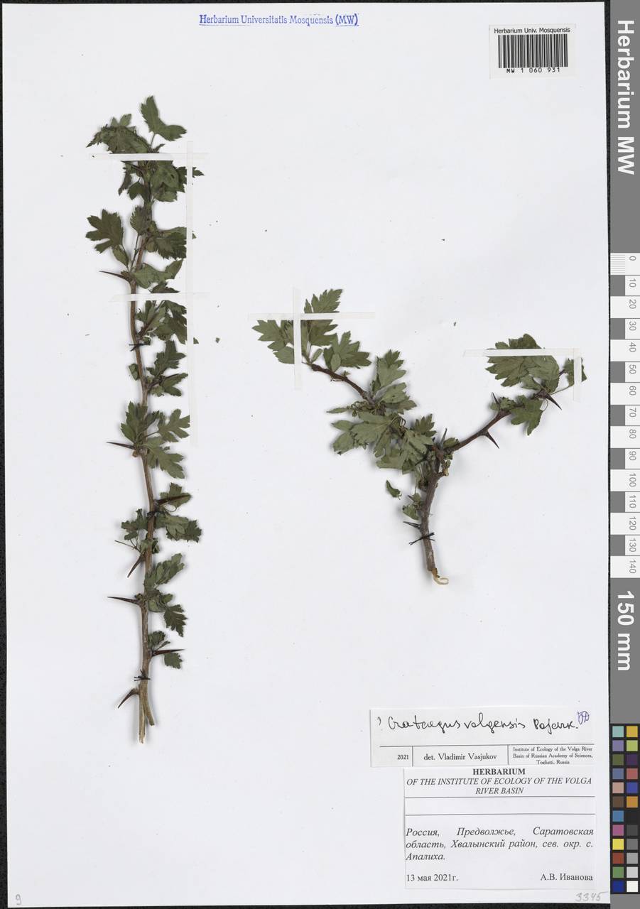 Crataegus ambigua subsp. ambigua, Восточная Европа, Нижневолжский район (E9) (Россия)