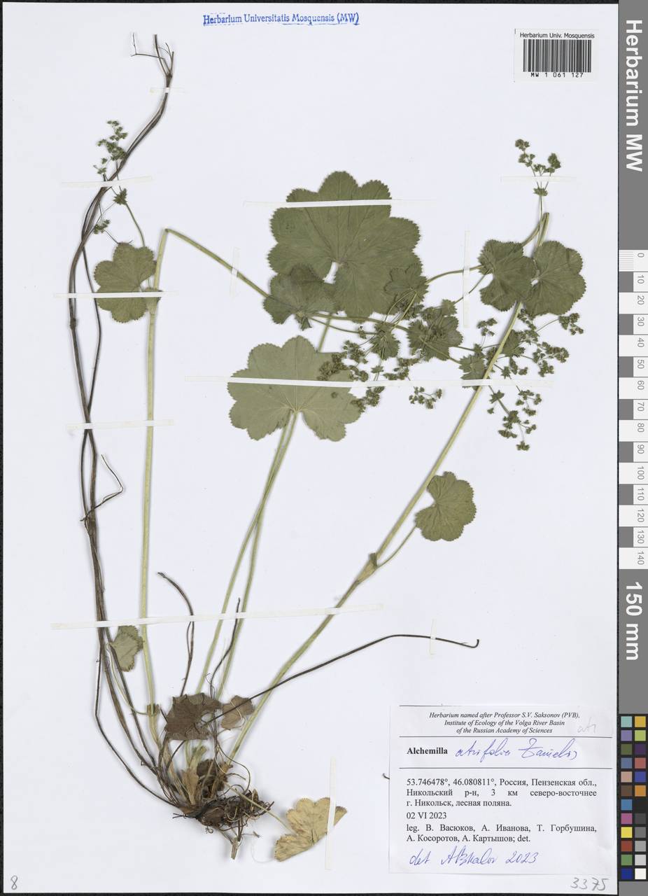 Манжетка Линдберга Juz., Восточная Европа, Средневолжский район (E8) (Россия)