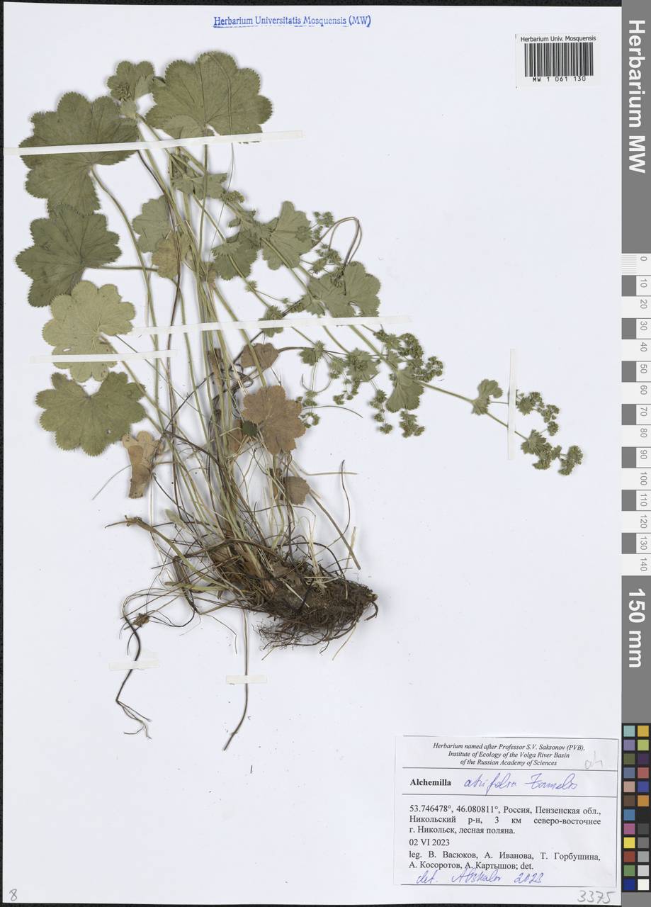 Манжетка Линдберга Juz., Восточная Европа, Средневолжский район (E8) (Россия)