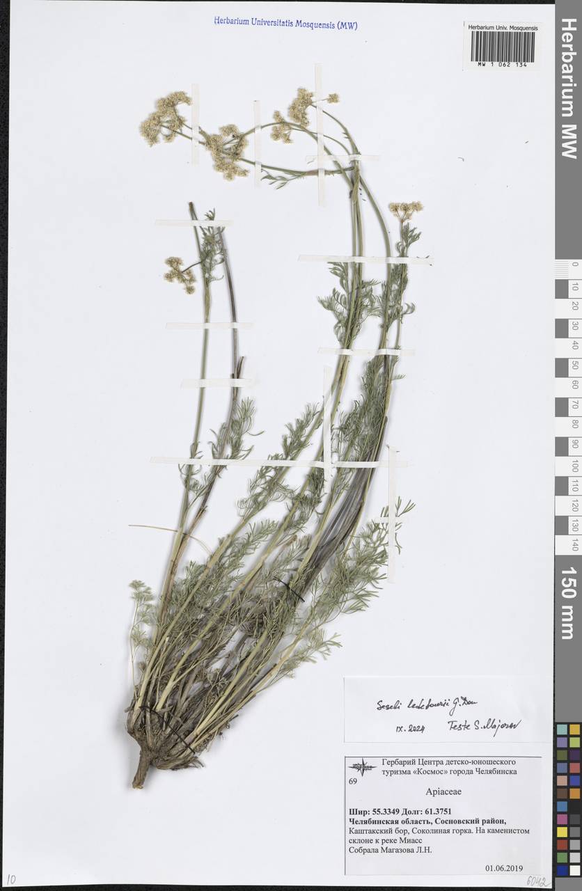 Конский фенхель Ледебура (G.Don) J.H.Xue, Chepinoga & K.P.Ma, Восточная Европа, Восточный район (E10) (Россия)