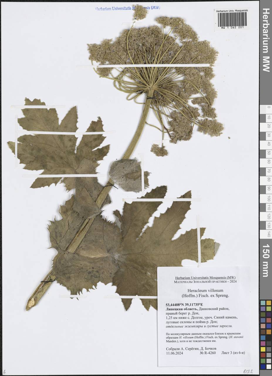 Heracleum villosum (Hoffm.) Fisch. ex Spreng., Восточная Европа, Центральный лесостепной район (E6) (Россия)
