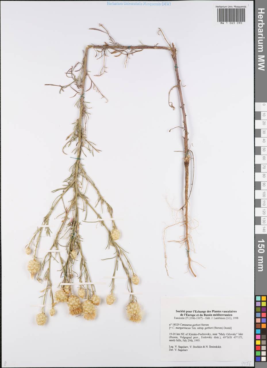 Василек Гербера Stev., Восточная Европа, Нижневолжский район (E9) (Россия)