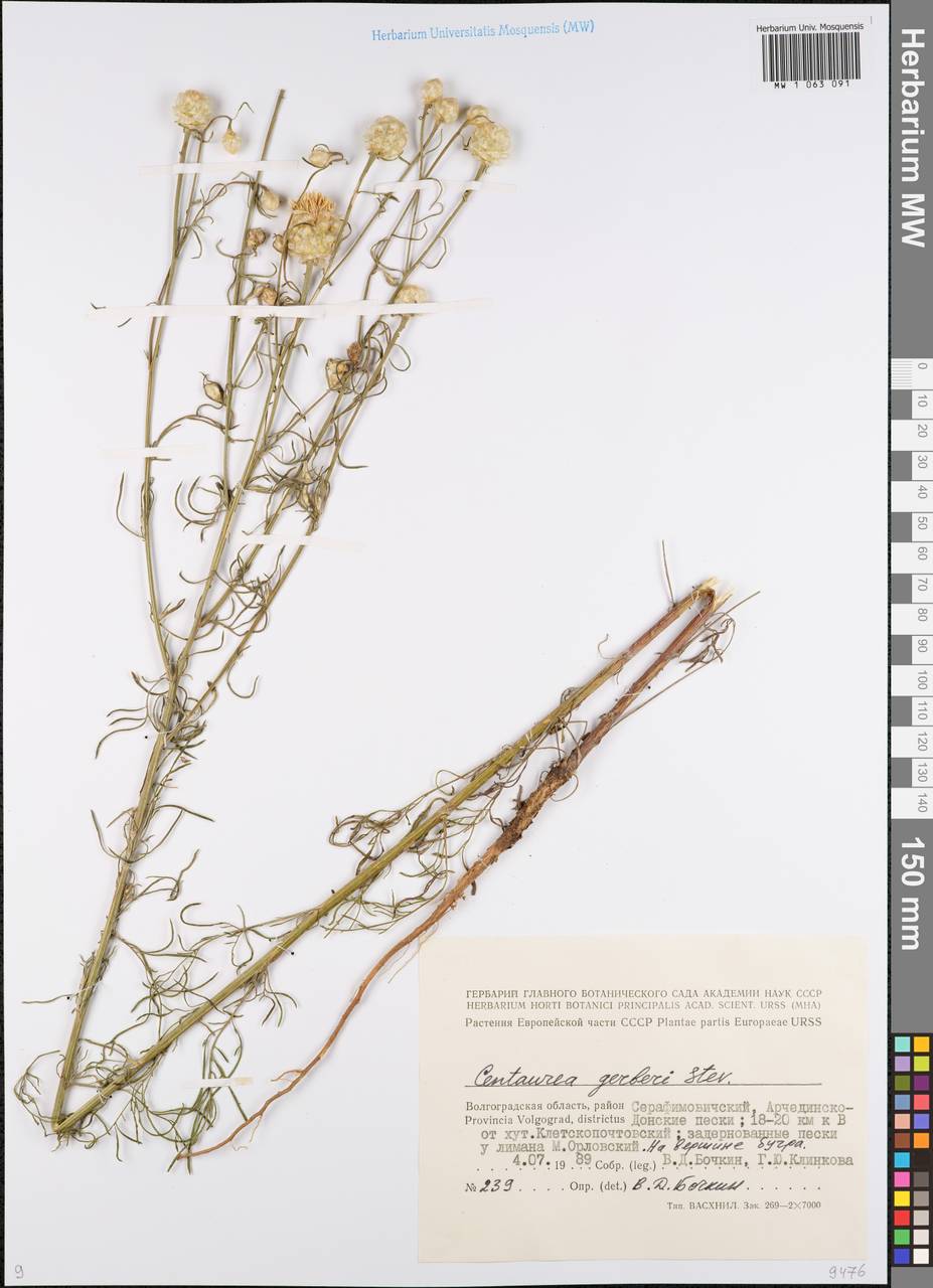 Василек Гербера Stev., Восточная Европа, Нижневолжский район (E9) (Россия)