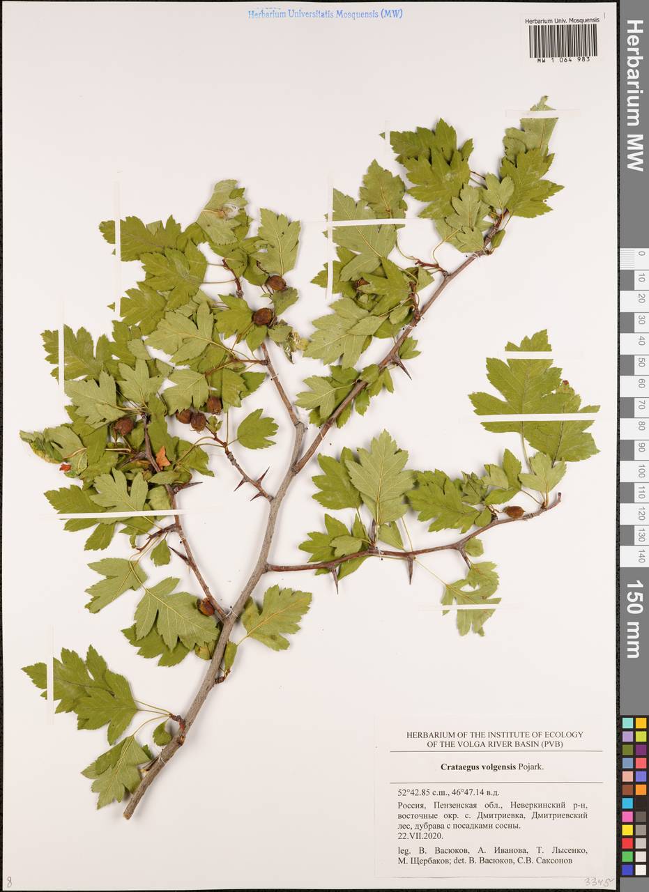 Crataegus ambigua subsp. ambigua, Восточная Европа, Средневолжский район (E8) (Россия)