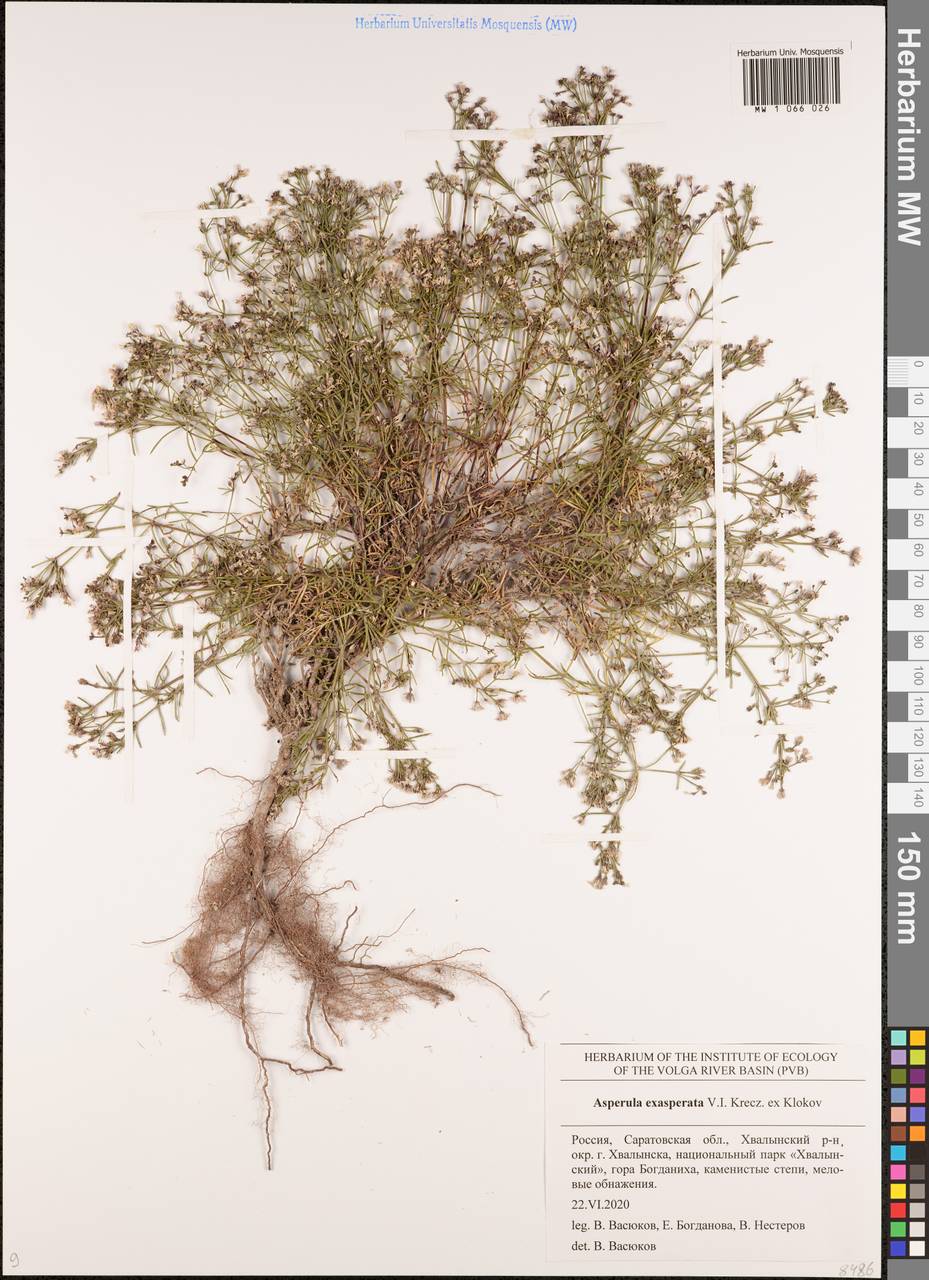 Cynanchica tephrocarpa subsp. exasperata (V.I.Krecz. ex Klokov) P.Caputo & Del Guacchio, Восточная Европа, Нижневолжский район (E9) (Россия)