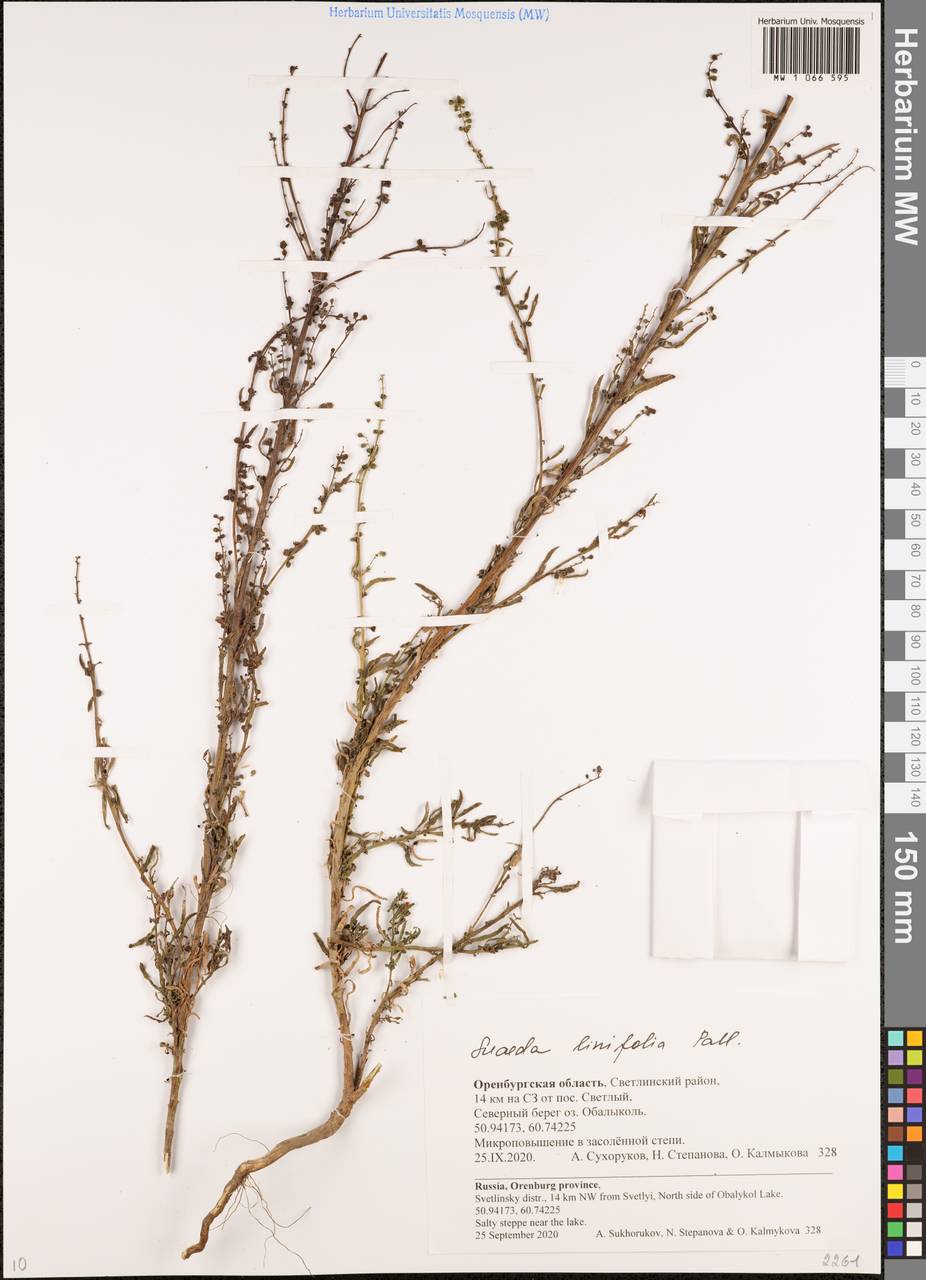 Сведа льнолистная Pall., Восточная Европа, Восточный район (E10) (Россия)