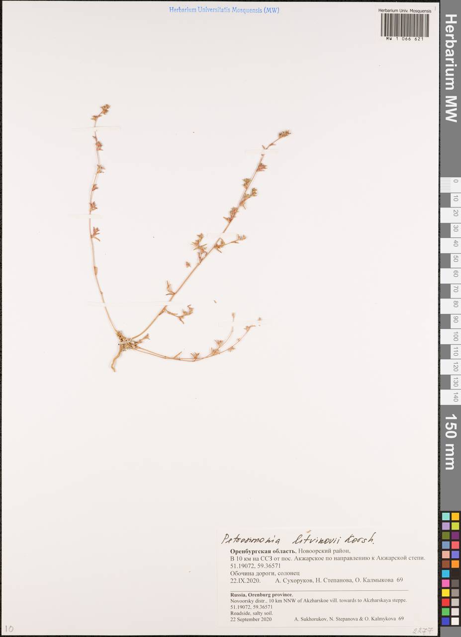 Петросимония Литвинова Korsh., Восточная Европа, Восточный район (E10) (Россия)