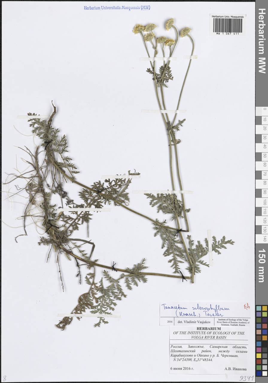 Пижма жестколистная (Krasch.) Tzvelev, Восточная Европа, Средневолжский район (E8) (Россия)