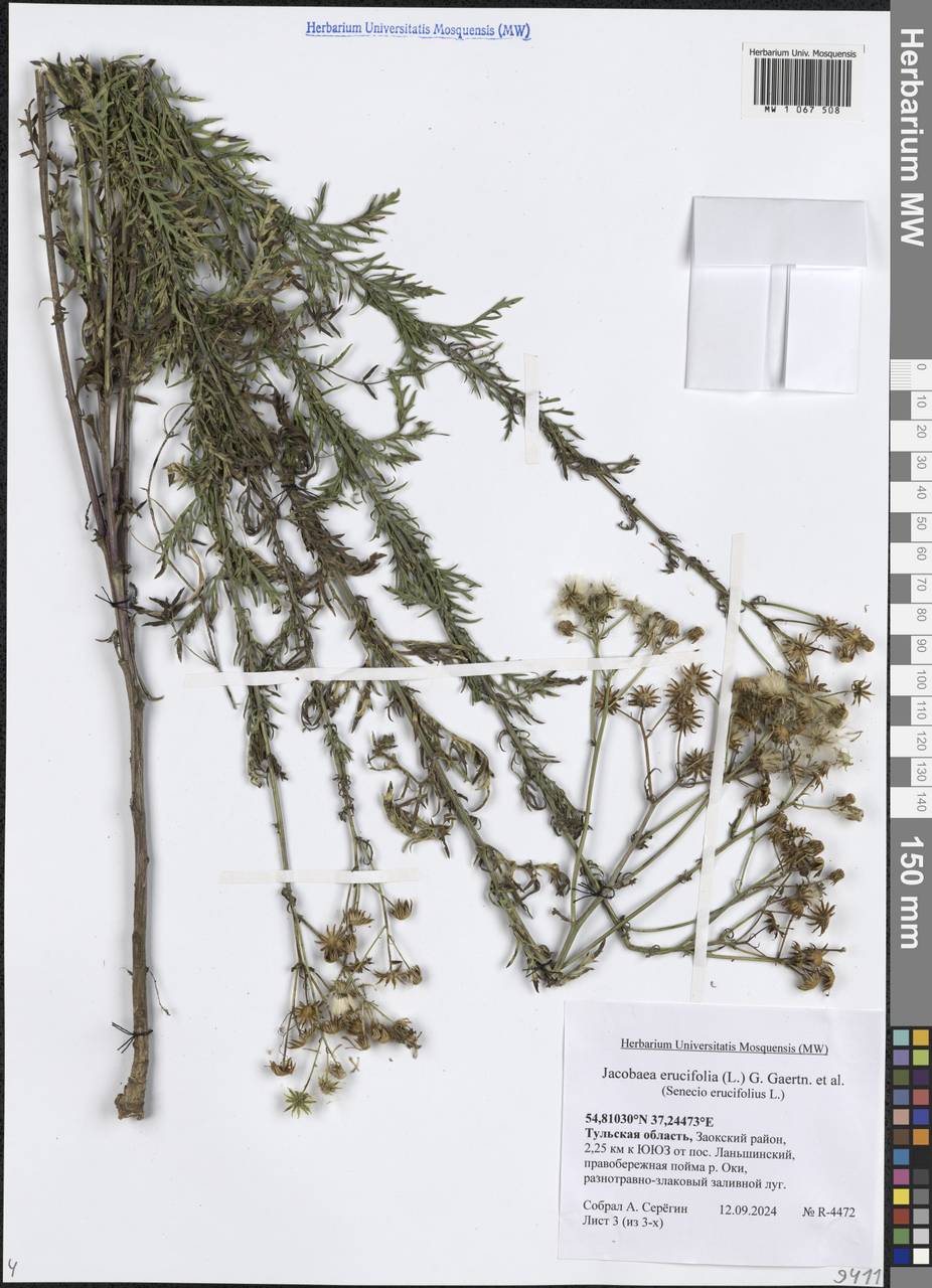 Якобея эруколистная, Восточная Европа, Центральный район (E4) (Россия)