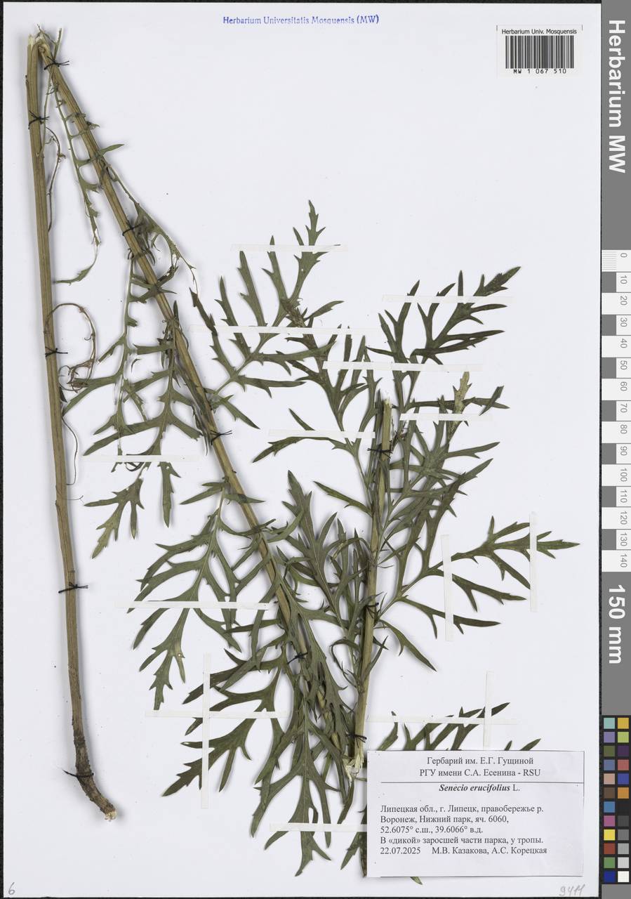 Якобея эруколистная, Восточная Европа, Центральный лесостепной район (E6) (Россия)