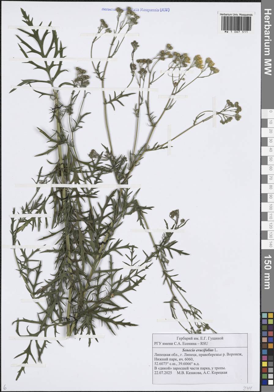 Якобея эруколистная, Восточная Европа, Центральный лесостепной район (E6) (Россия)