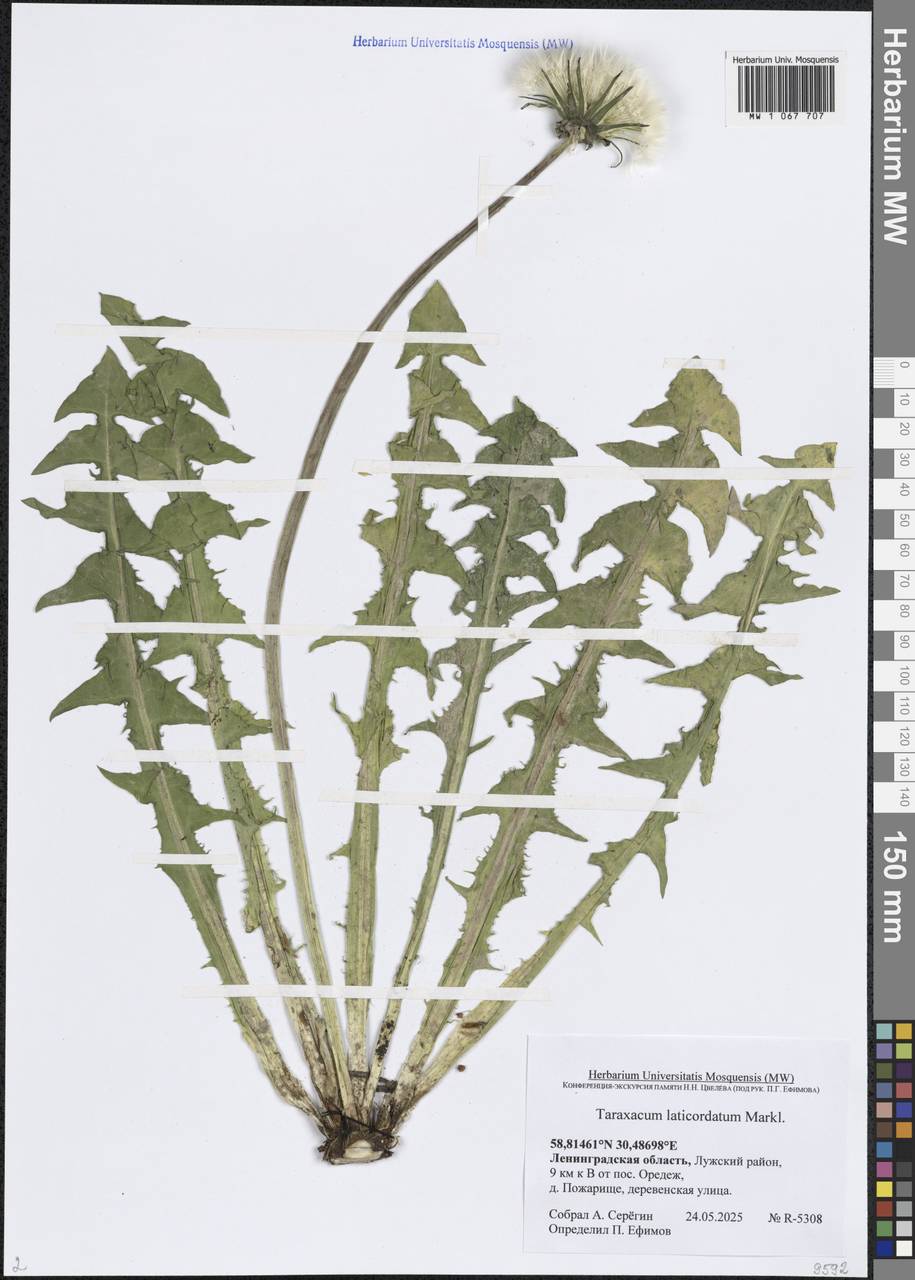 Taraxacum laticordatum Markl., Восточная Европа, Северо-Западный район (E2) (Россия)