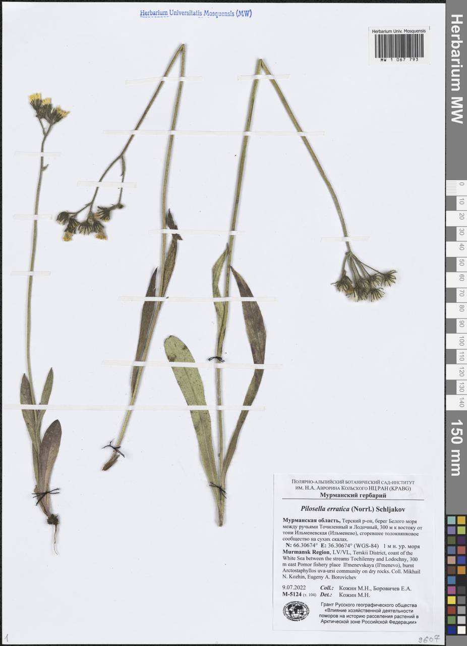 Ястребиночка зонтиковидная, Восточная Европа, Северный район (E1) (Россия)