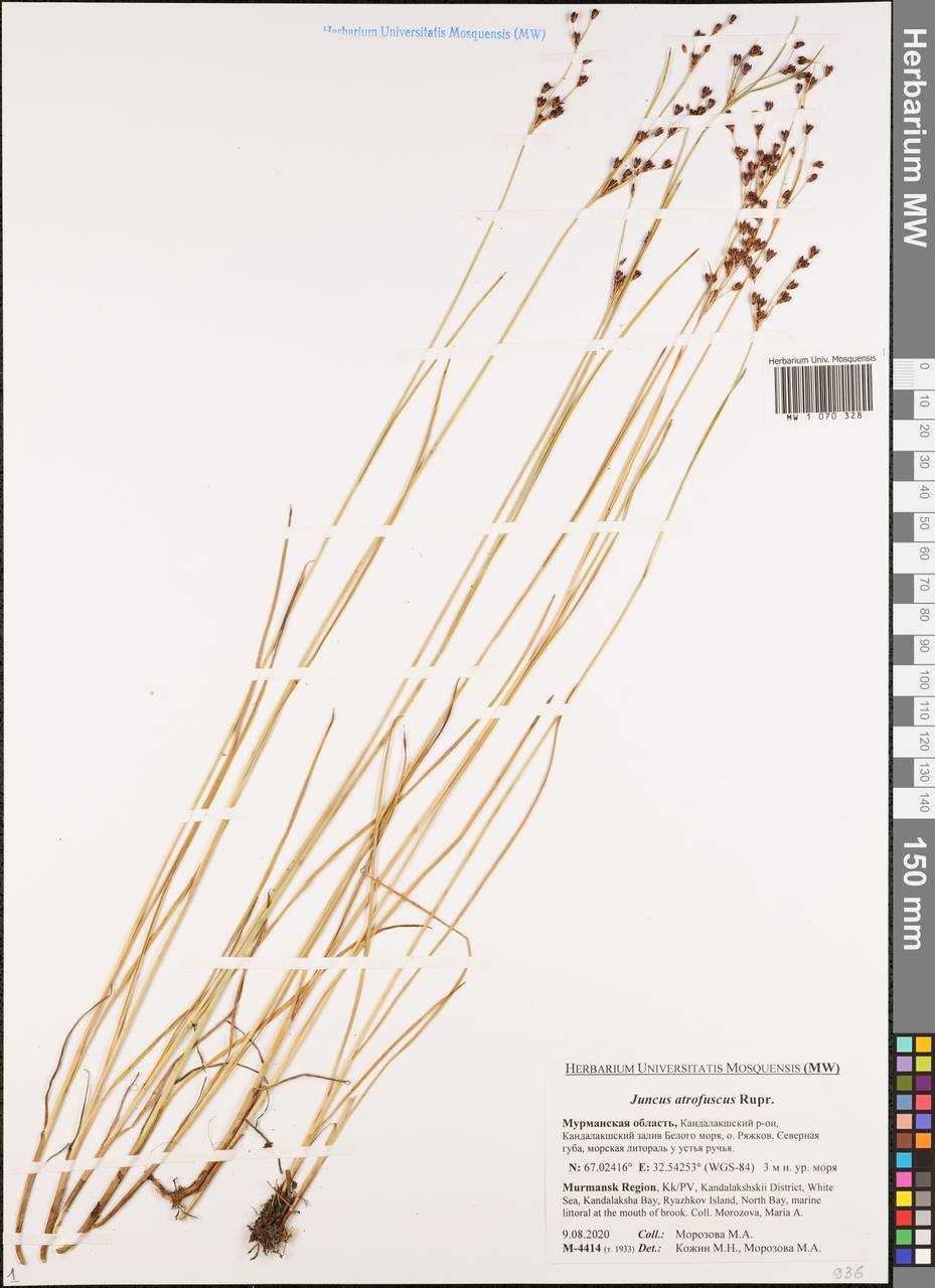 Juncus gerardi subsp. atrofuscus (Rupr.) Printz, Восточная Европа, Северный район (E1) (Россия)