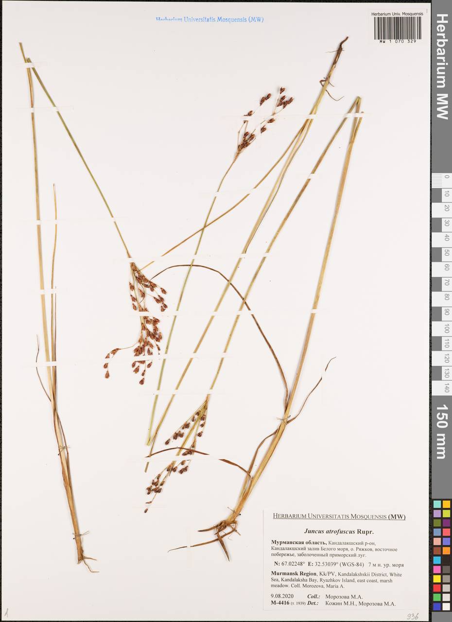 Juncus gerardi subsp. atrofuscus (Rupr.) Printz, Восточная Европа, Северный район (E1) (Россия)