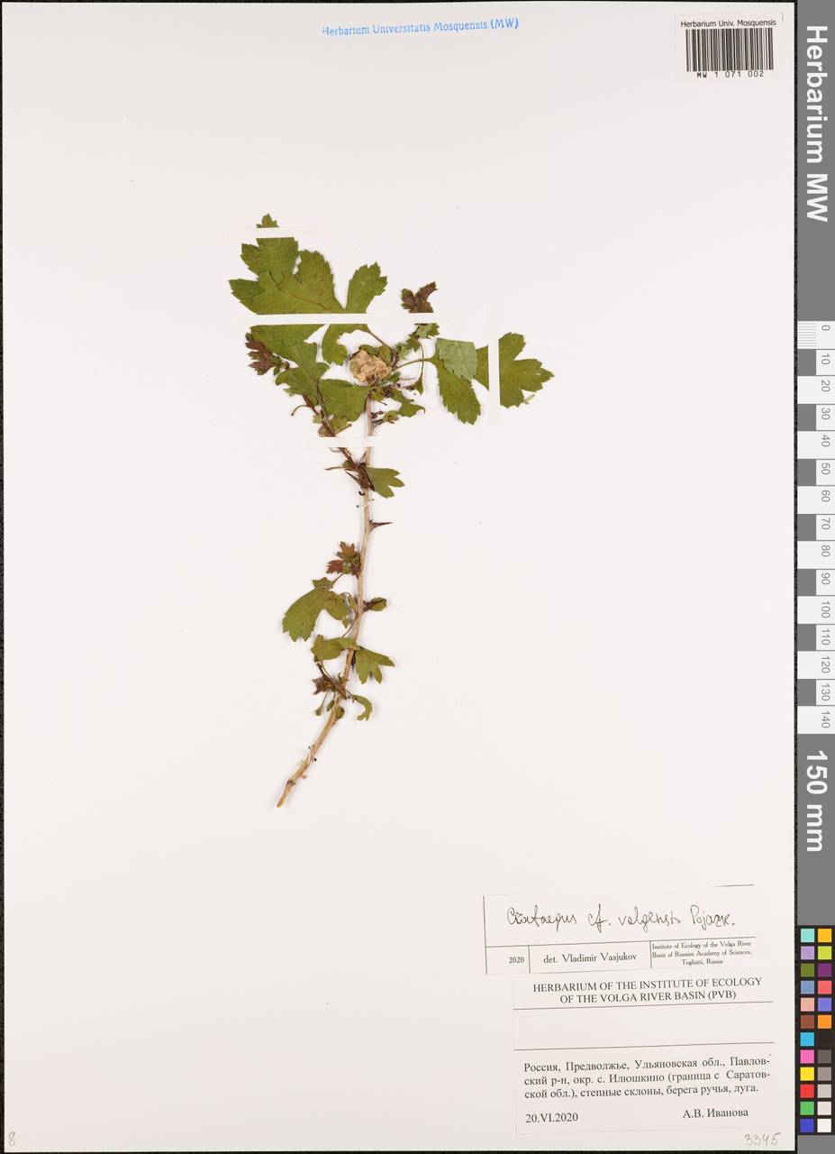 Crataegus ambigua subsp. ambigua, Восточная Европа, Средневолжский район (E8) (Россия)