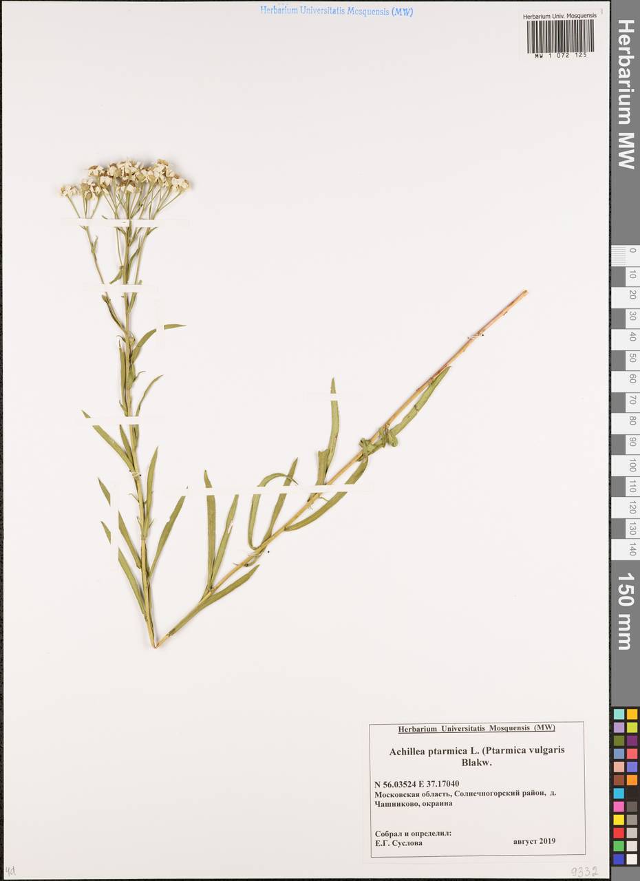 Achillea ptarmica subsp. ptarmica, Восточная Европа, Московская область и Москва (E4a) (Россия)