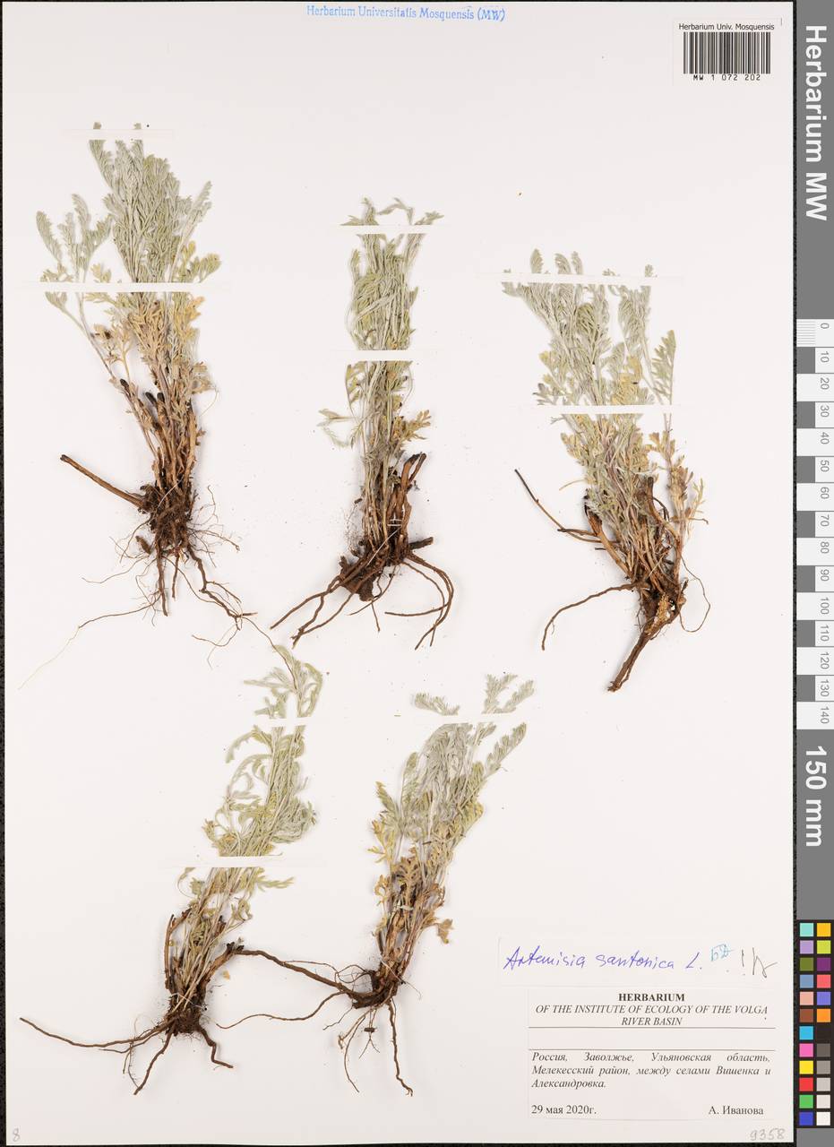 Artemisia caerulescens subsp. caerulescens, Восточная Европа, Средневолжский район (E8) (Россия)