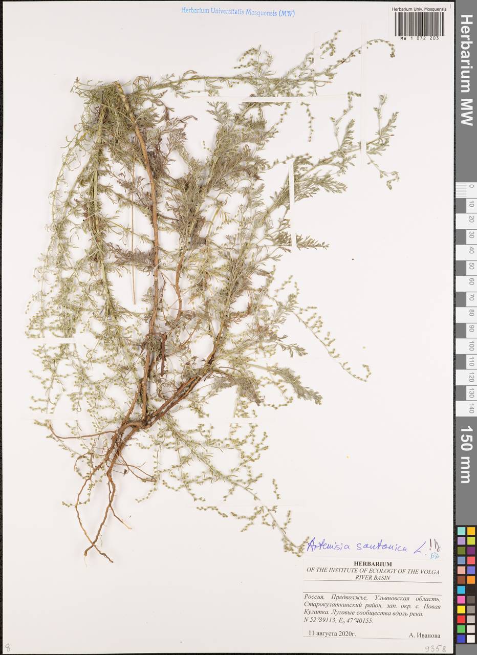 Artemisia caerulescens subsp. caerulescens, Восточная Европа, Средневолжский район (E8) (Россия)