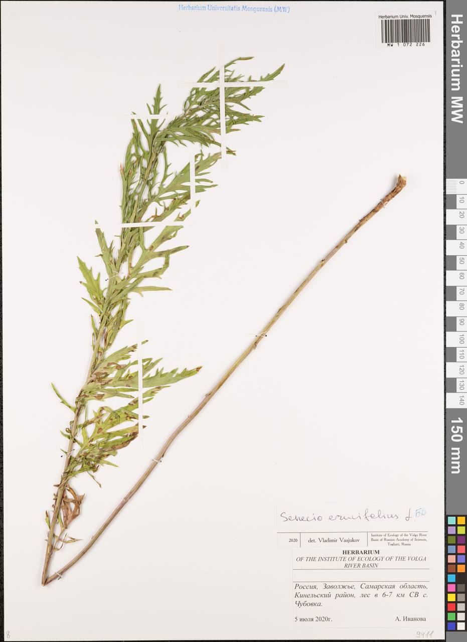 Якобея эруколистная, Восточная Европа, Средневолжский район (E8) (Россия)