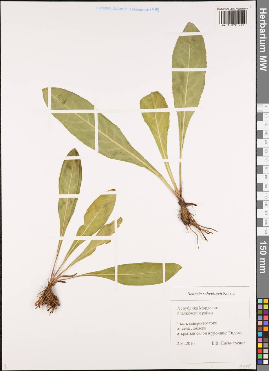 Крестовник крупнолистный M. Bieb., Восточная Европа, Средневолжский район (E8) (Россия)