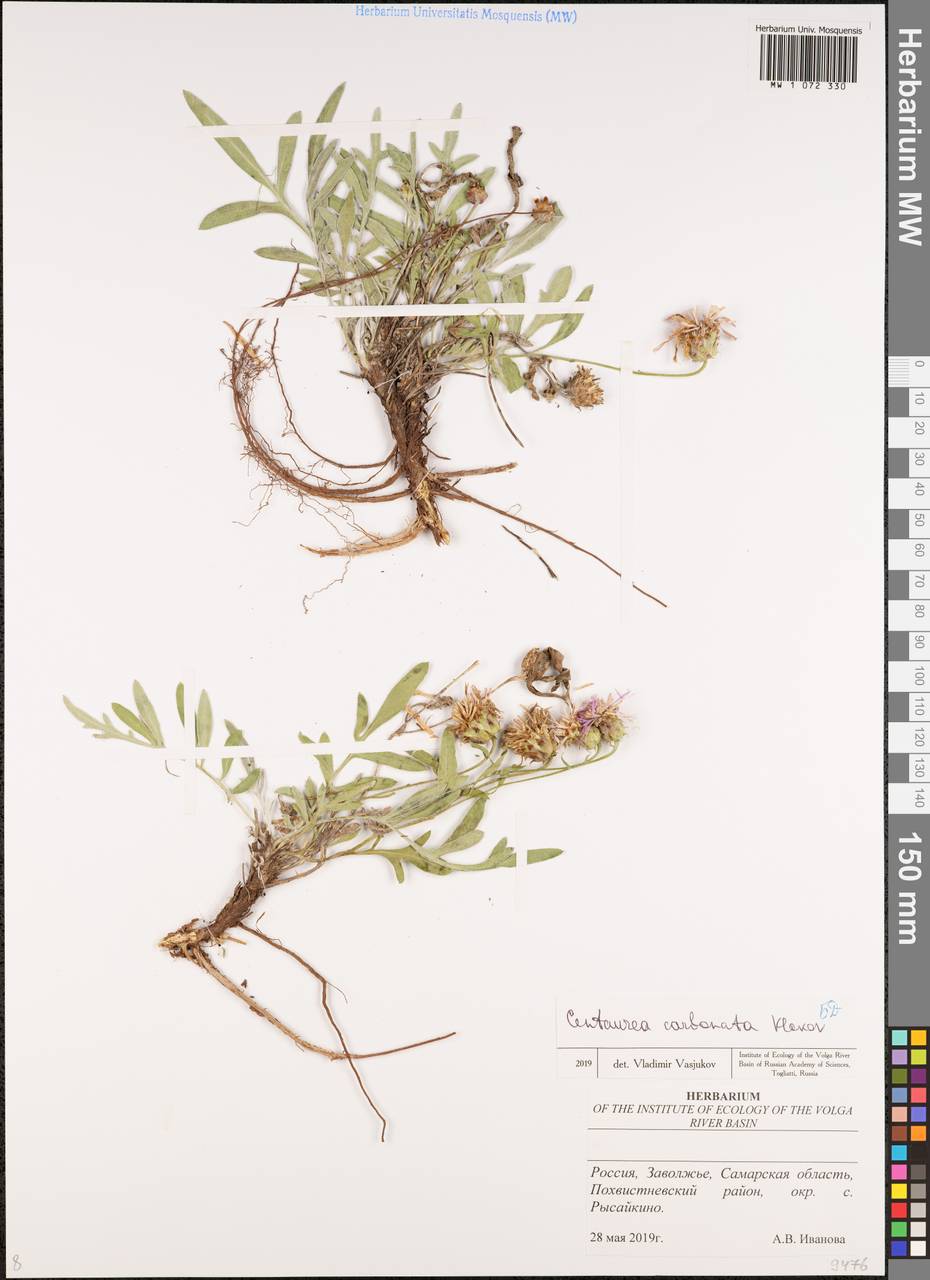 Псефеллюс угольный, Василек угольный (Klokov) Greuter, Восточная Европа, Средневолжский район (E8) (Россия)