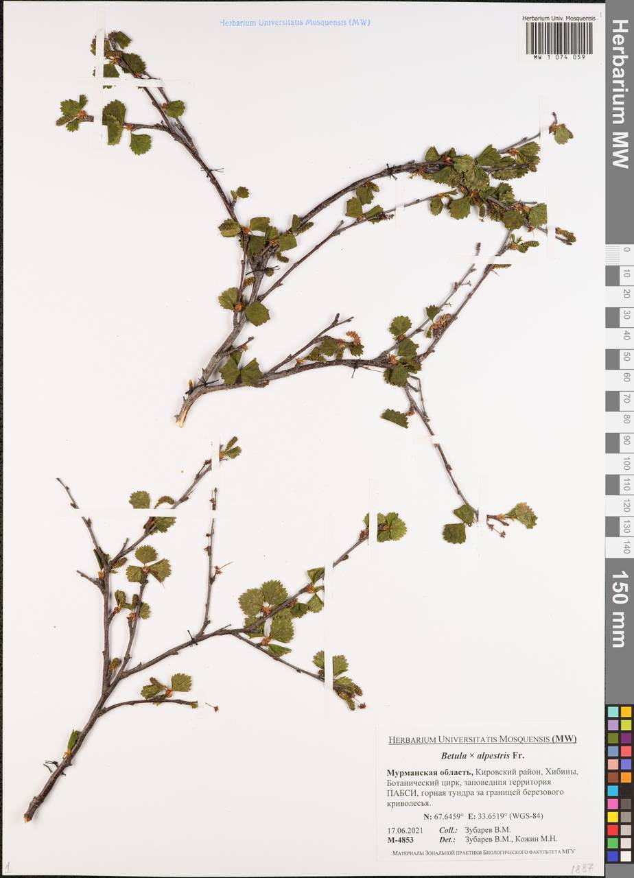 Betula × intermedia (Hartm.) E.Thomas ex Gaudin, Восточная Европа, Северный район (E1) (Россия)