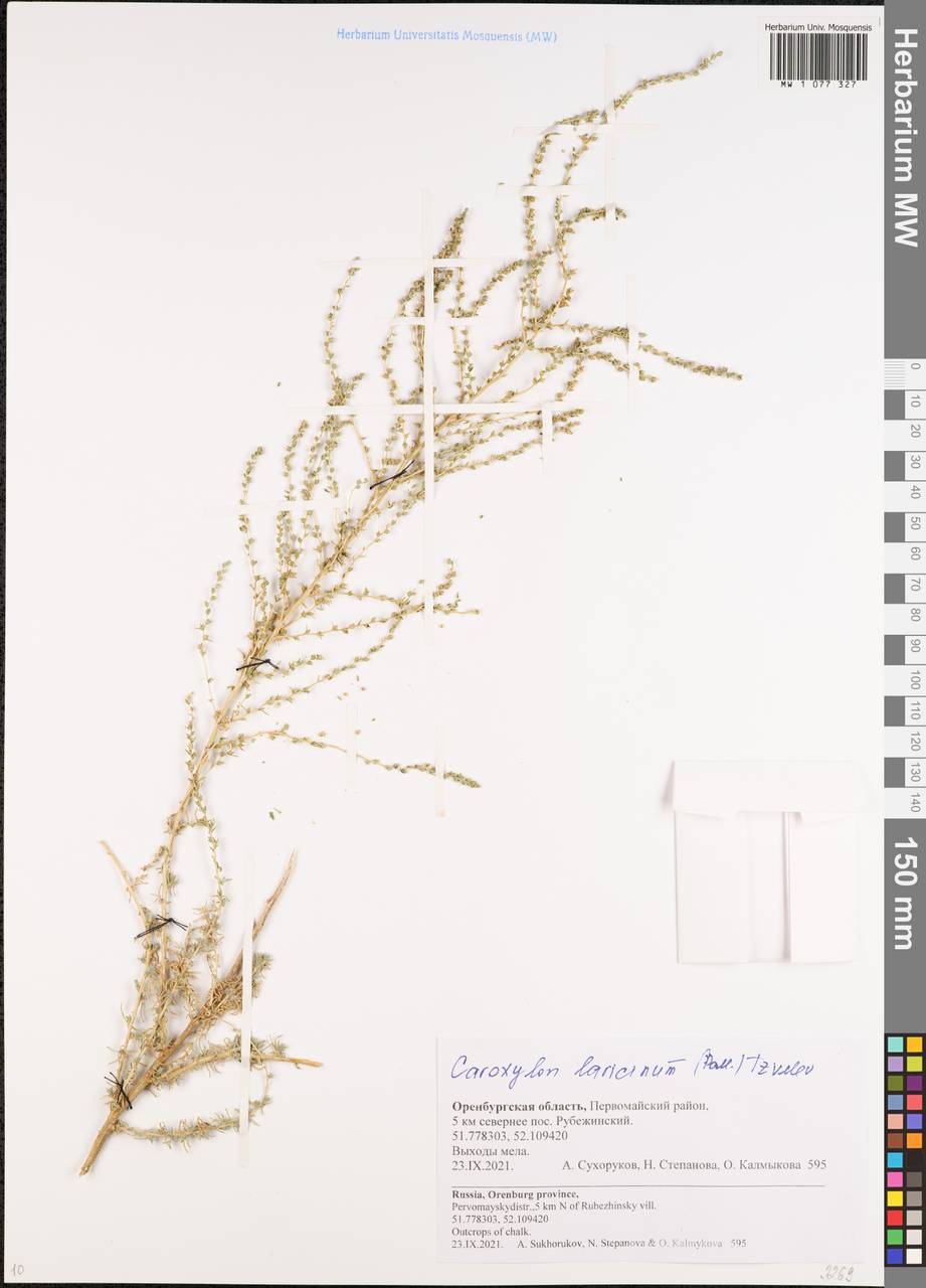 Nitrosalsola laricina (Pall.) Theodorova, Восточная Европа, Восточный район (E10) (Россия)