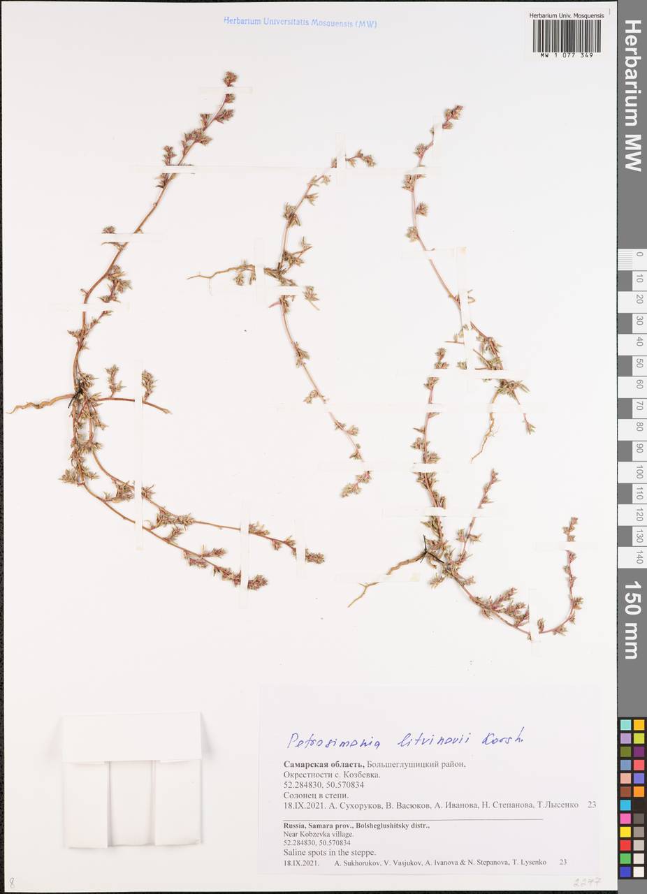 Петросимония Литвинова Korsh., Восточная Европа, Средневолжский район (E8) (Россия)