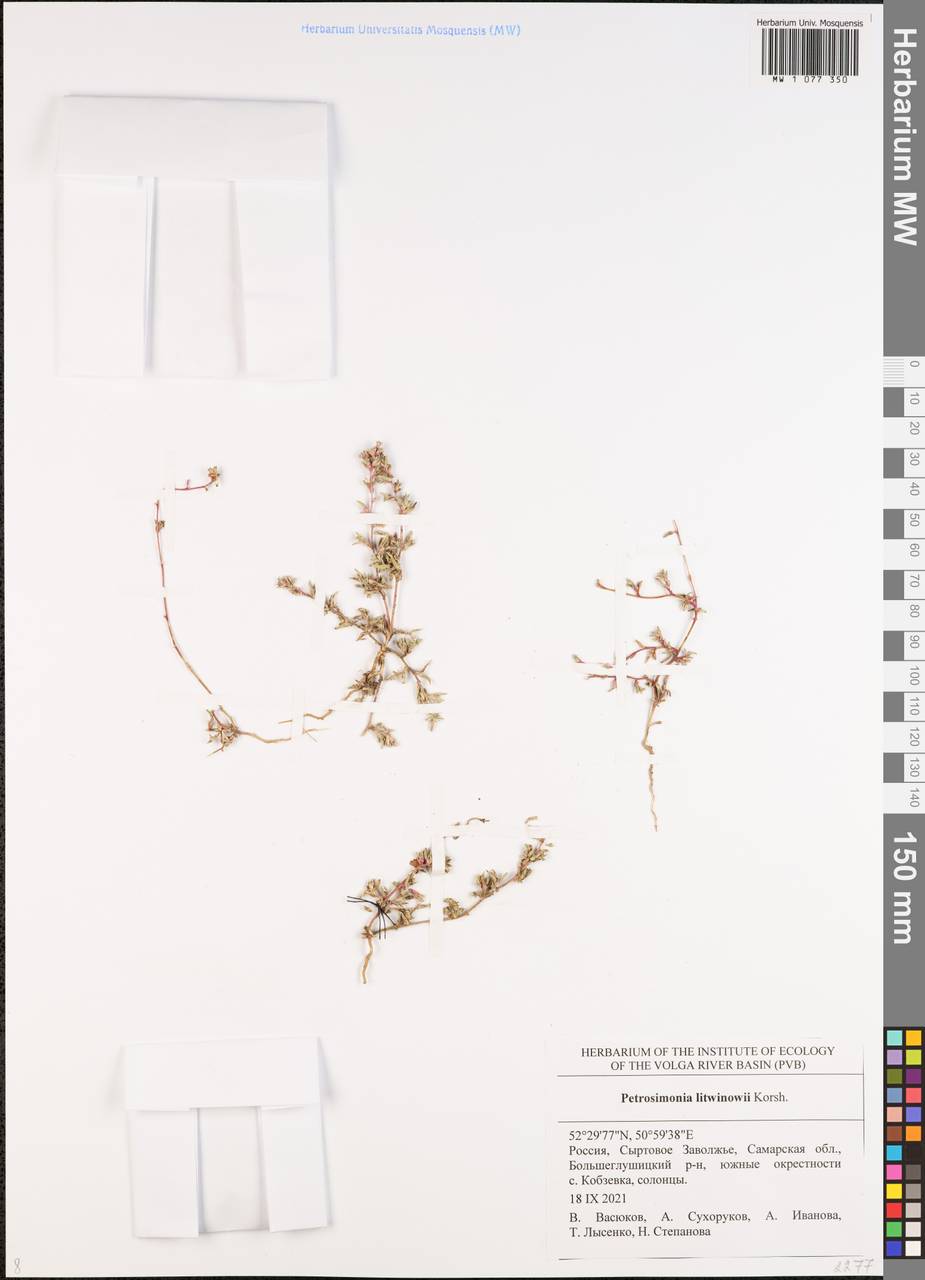 Петросимония Литвинова Korsh., Восточная Европа, Средневолжский район (E8) (Россия)