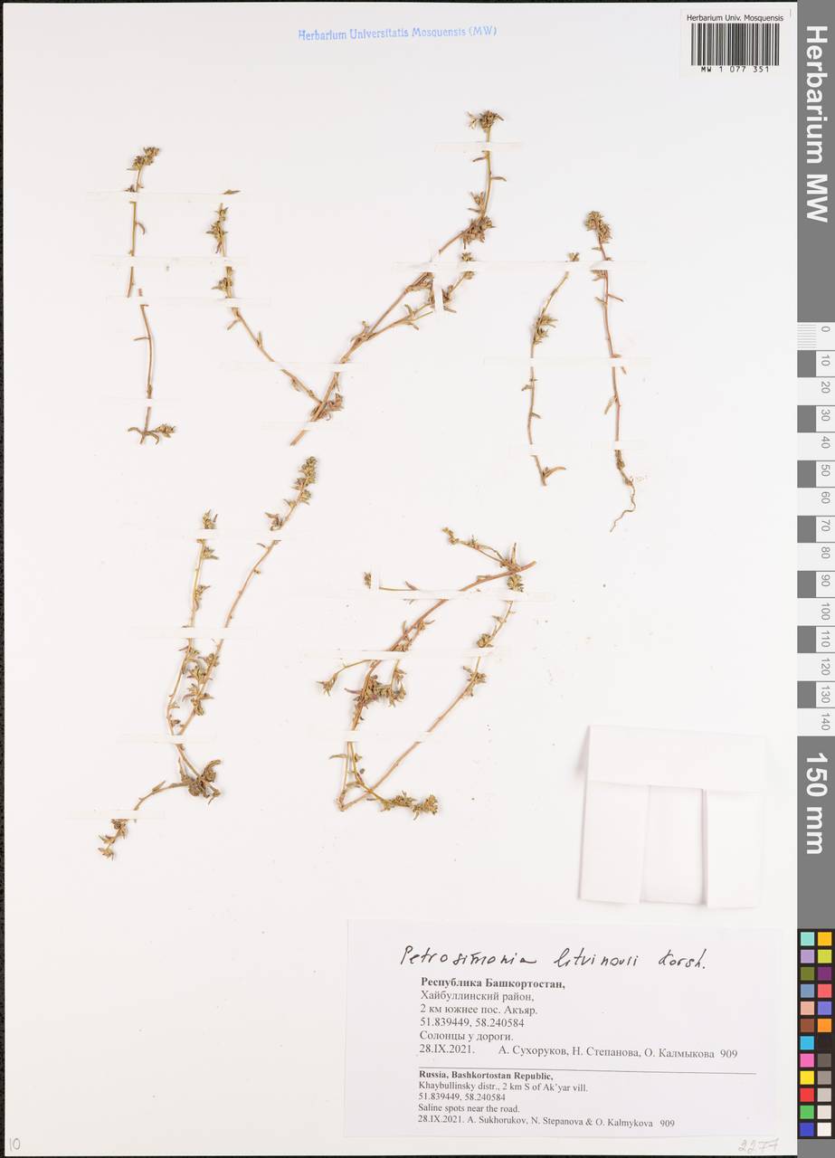 Петросимония Литвинова Korsh., Восточная Европа, Восточный район (E10) (Россия)