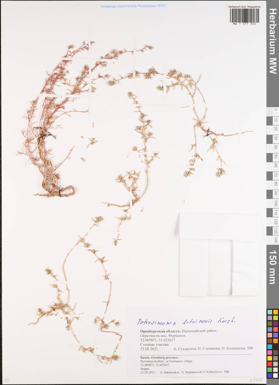 Петросимония Литвинова Korsh., Восточная Европа, Восточный район (E10) (Россия)