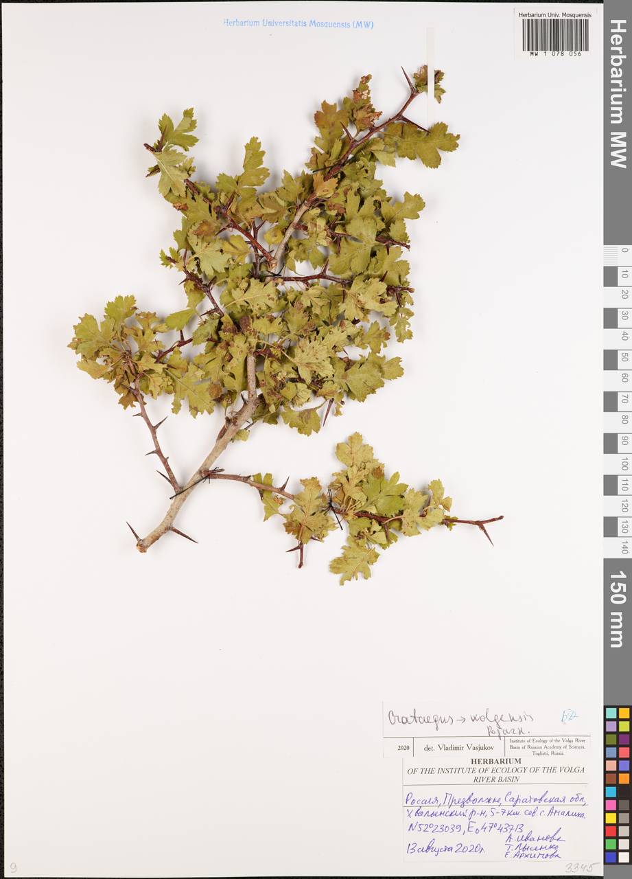 Crataegus ambigua subsp. ambigua, Восточная Европа, Нижневолжский район (E9) (Россия)