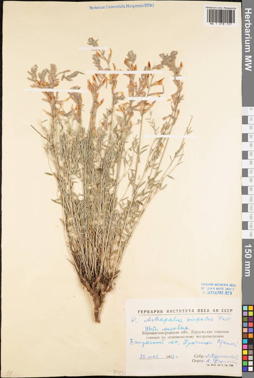 Астрагал пёстрый, Восточная Европа, Северо-Украинский район (E11) (Украина)