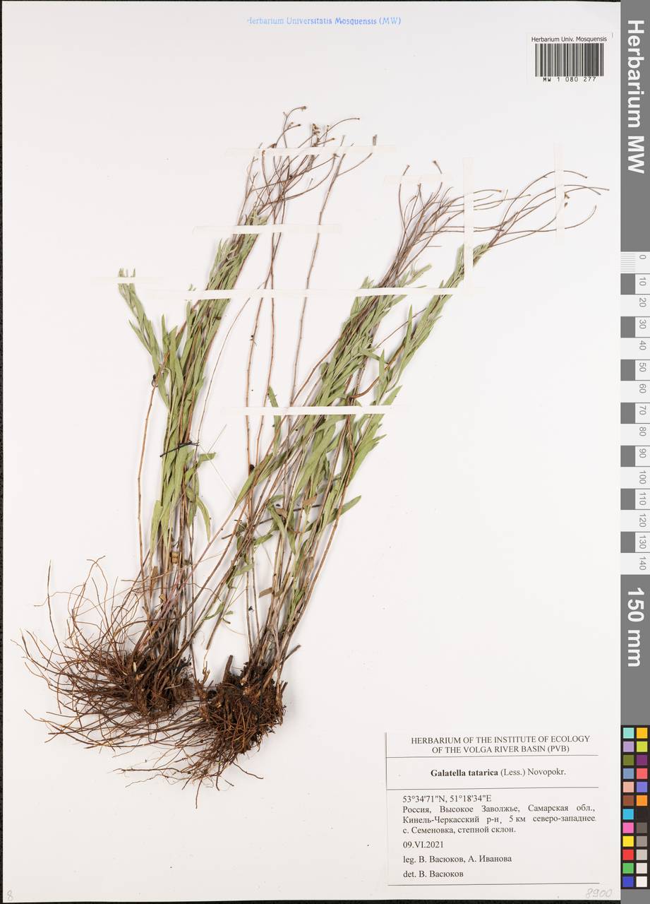 Солонечник татарский, Грудница татарская (Less.) Novopokr., Восточная Европа, Средневолжский район (E8) (Россия)